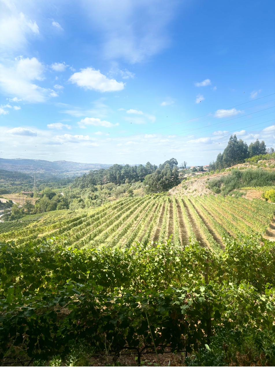 Green vineyard hillside under blue sky, Portugal